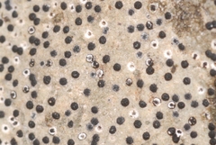 Bagliettoa calciseda