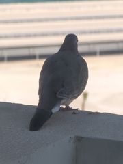 Streptopelia senegalensis