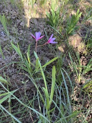 Hesperantha pauciflora