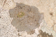 Bagliettoa calciseda