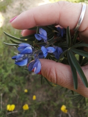 Lupinus angustifolius