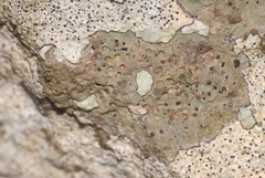 Bagliettoa calciseda