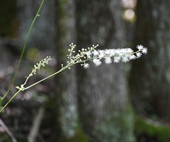 Actaea podocarpa
