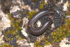 Ommatoiulus rutilans