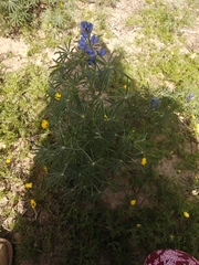 Lupinus angustifolius