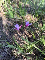 Hesperantha pauciflora