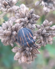 Graphosoma rubrolineatum