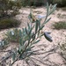 Acacia subcaerulea - Photo (c) Thomas Mesaglio,  זכויות יוצרים חלקיות (CC BY), הועלה על ידי Thomas Mesaglio