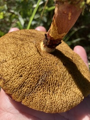 Suillus spectabilis