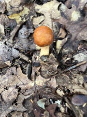 Leccinum