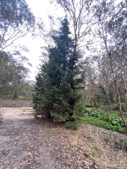 Cupressus