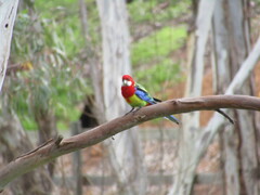 Platycercus eximius
