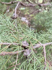 Cupressus