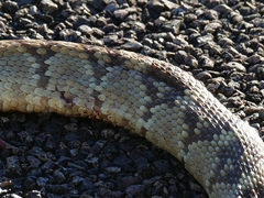 Crotalus molossus molossus
