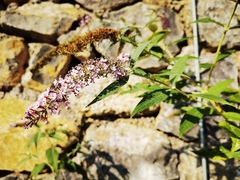 Buddleja