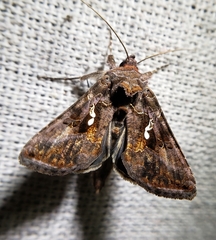 Autographa precationis