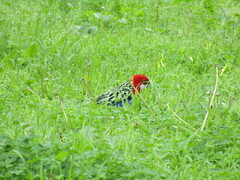 Platycercus eximius