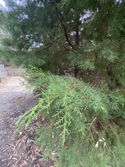 Cupressus