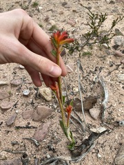 Anigozanthos humilis