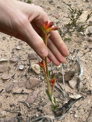 Anigozanthos humilis