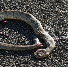 Crotalus molossus molossus