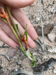 Anigozanthos humilis