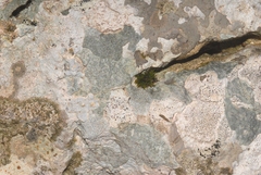 Bagliettoa calciseda