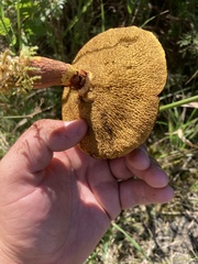 Suillus spectabilis