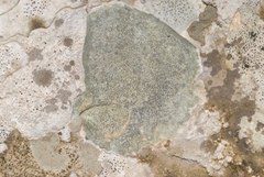 Bagliettoa calciseda