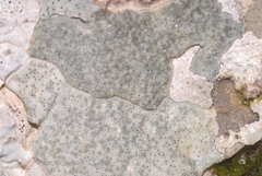 Bagliettoa calciseda