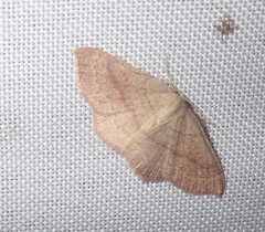 Cyclophora linearia