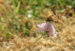 Melitaea parthenoides