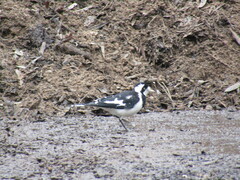 Grallina cyanoleuca