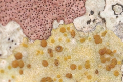 Xanthocarpia ochracea