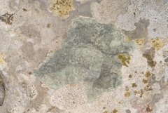 Bagliettoa calciseda