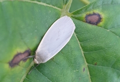 Eilema griseola