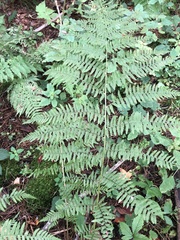 Athyrium angustum