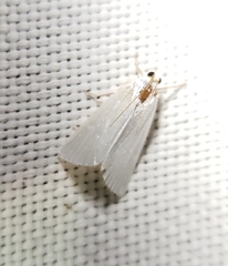 Urola nivalis