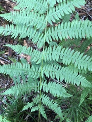 Athyrium angustum