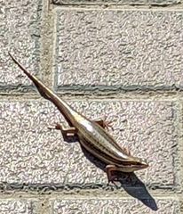 Heremites septemtaeniatus