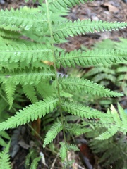 Amauropelta noveboracensis