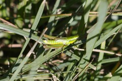 Euthystira brachyptera