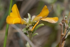 Genista pilosa