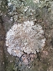 Physconia enteroxantha