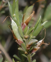 Genista pilosa