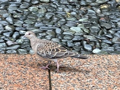 Streptopelia orientalis