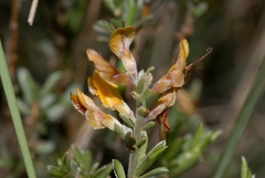 Genista pilosa
