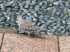 Streptopelia orientalis