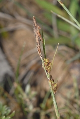 Carex flacca
