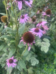 Echinacea